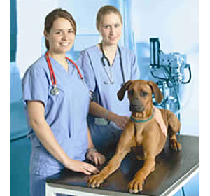 Vets